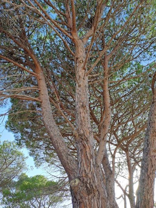 Gelsi Holiday Home La Maddalena ลามัดดาเลนา ภายนอก รูปภาพ